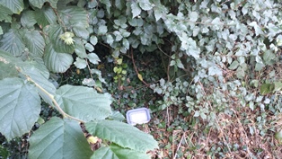 Fox Way Geocache 1