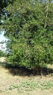 Fox Way Geocache 2
