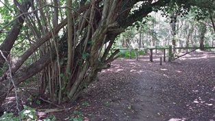 Fox Way Geocache 5