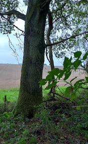 Fox Way Geocache 8