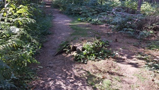 Fox Way Geocache 9